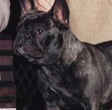 Clarice is french bull dog