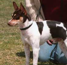 Earnest is a rat terrier