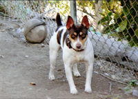 Peggy Sue in front of a gate