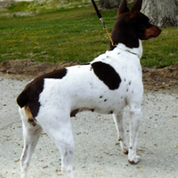 Sybil sitting